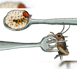 Insektet si pjesë e regjimit ushqimor në Bashkimin Europian?