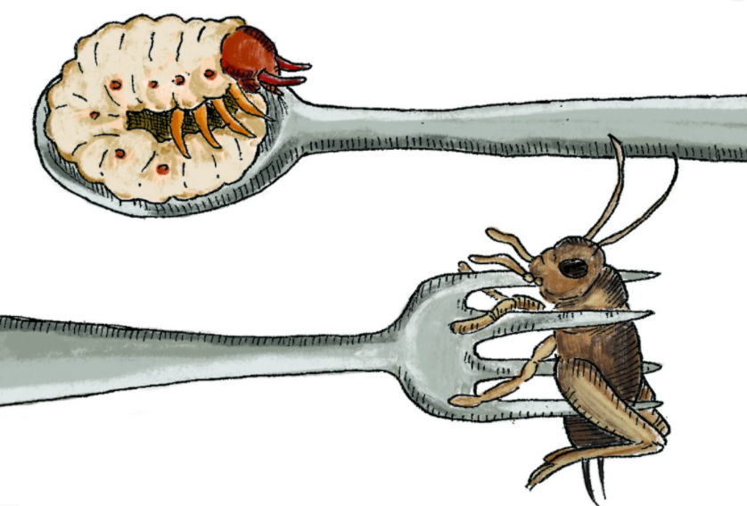 Insektet si pjesë e regjimit ushqimor në Bashkimin Europian?
