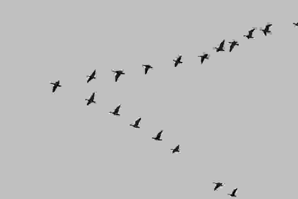 Migrimi dhe integrimi: Kush do e bëjë Shqipërinë si gjithë Europa?